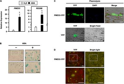 Guard Cell-Specific Pectin METHYLESTERASE53 Is Required for Abscisic Acid-Mediated Stomatal Function and Heat Response in Arabidopsis